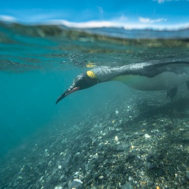 southern-ocean-penguin