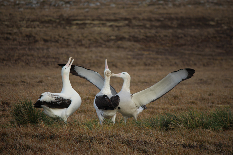 Great-Wandering-Albatross-on-display