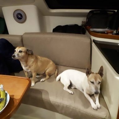 sailing-dogs